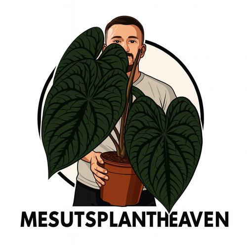 MesutsPlantHeaven 